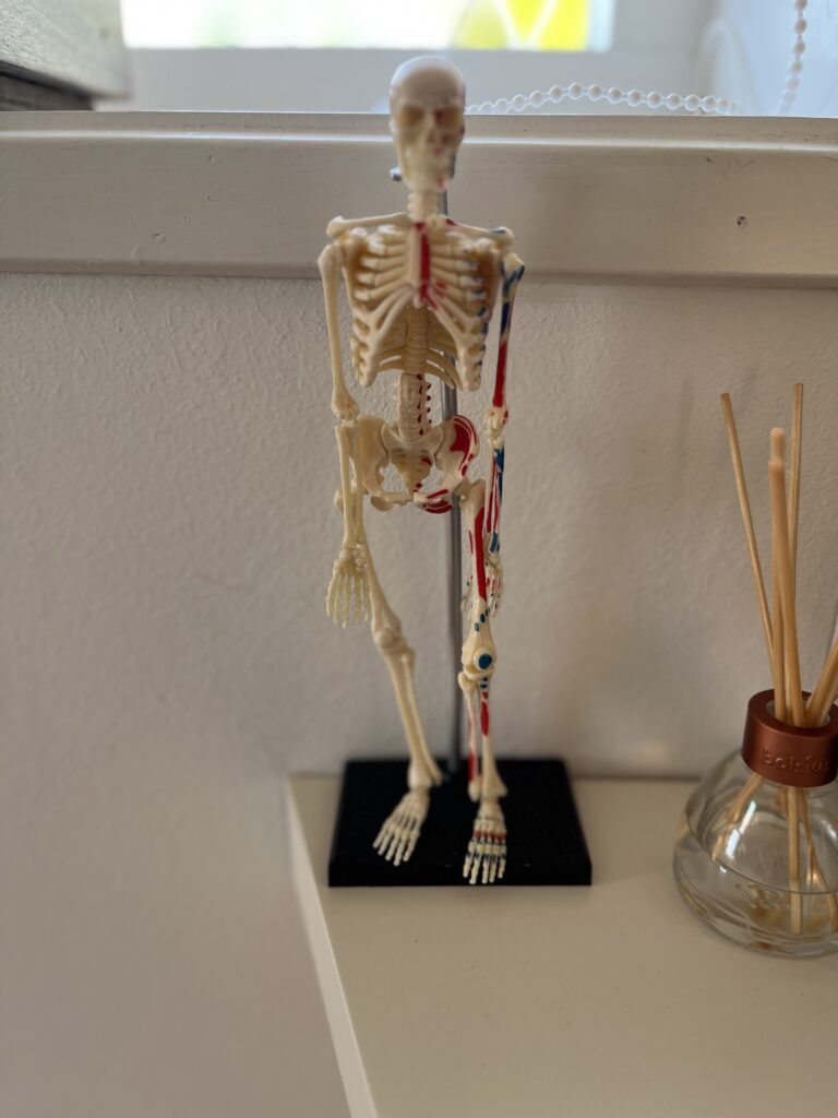 Praktijk skelet